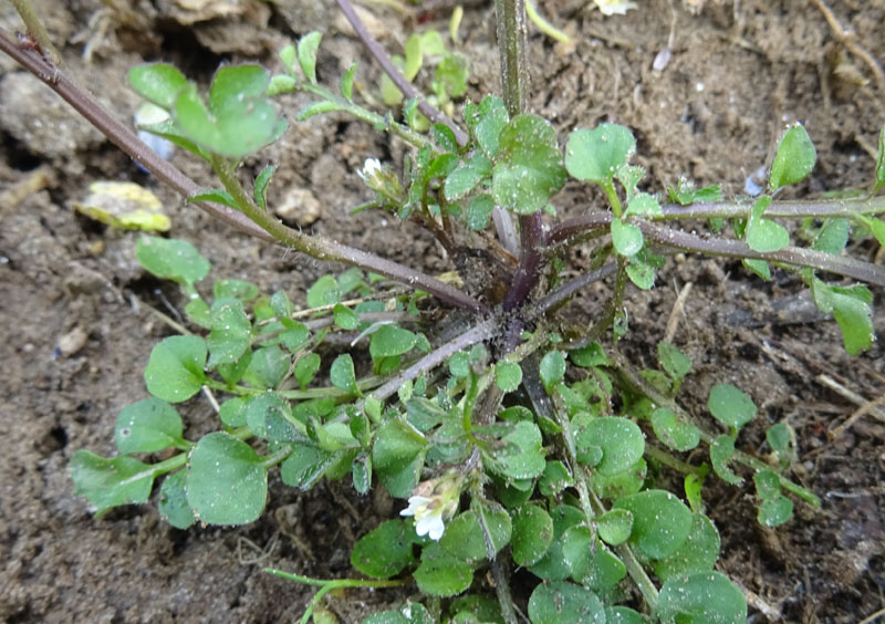 Cardamine hirsuta - Brassicaceae (Cruciferae)